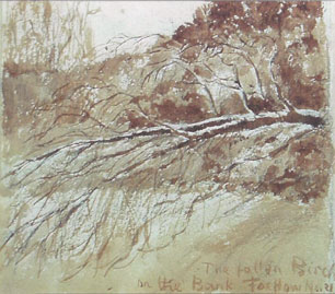 1893 Fox How fallen birch after storm sketch by Florence Arnold-Forster. Lake District.