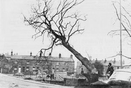 1970 Pudding Tree felled - Main Street, Burley in Wharfedale