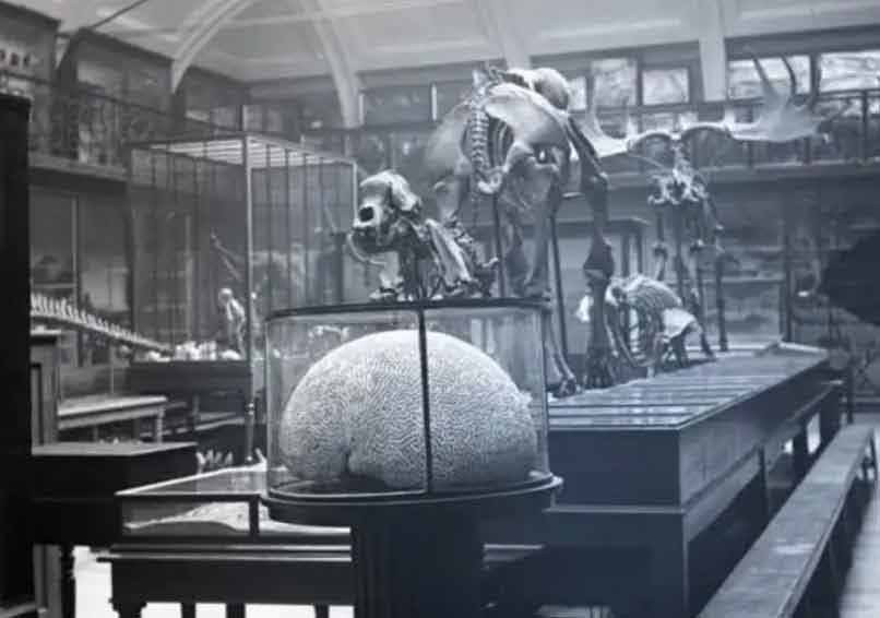 1910 Skeletons on display in the Philosophical Hall's zoological gallery, which became Leeds City Museum.
